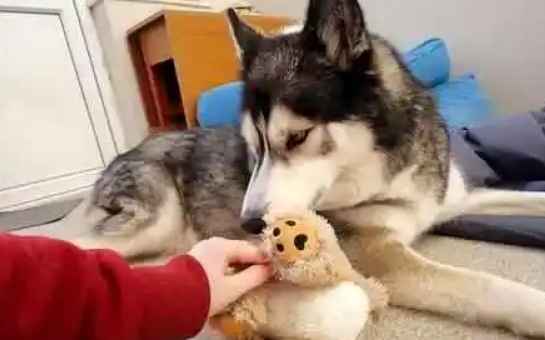人面犬的照片你有吗 人面犬的照片你有吗