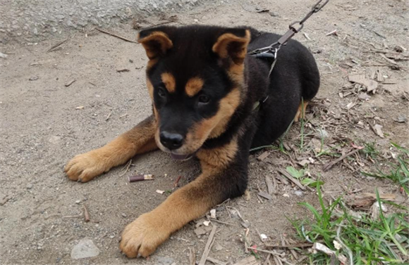 广西士猎犬的缺点是什么 广西士猎犬的缺点是什么
