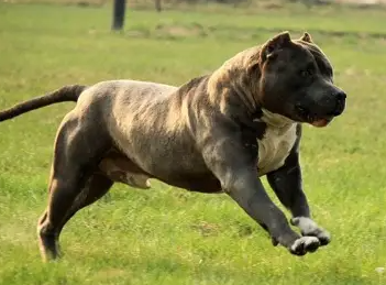 十大犬类战斗力排名