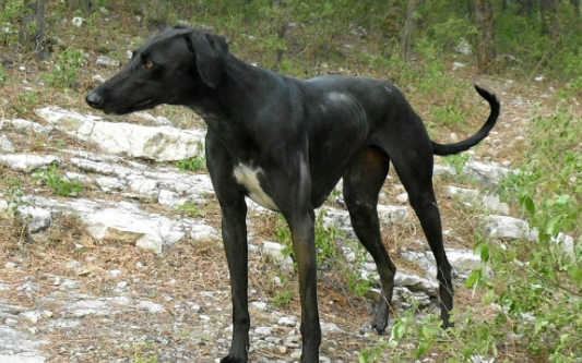 哮天犬为什么是母的