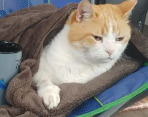 35℃猫会热死吗 35℃猫会热死吗