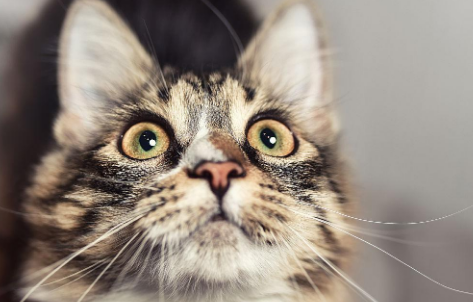 惊讶猫品种有哪些 惊讶猫品种有哪些