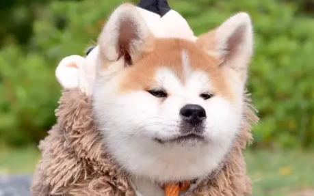 日本国犬是什么狗 日本国犬是什么狗