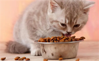 猫一个月吃多少斤猫粮
