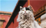 故宫猫鳌拜去世的故事