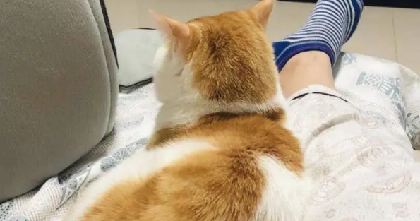 橘猫焦糖的故事:带病的流浪猫坚强的活下来!大橘余生请多指教 橘猫焦糖的故事:带病的流浪猫坚强的活下来!大橘余生请多指教