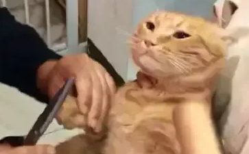 铲屎官给橘猫剪指甲,橘猫看着面前的擀面杖,它流下屈辱的泪水 铲屎官给橘猫剪指甲,橘猫看着面前的擀面杖,它流下屈辱的泪水