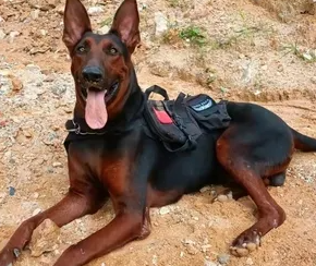 莱州红犬怎么看纯不纯