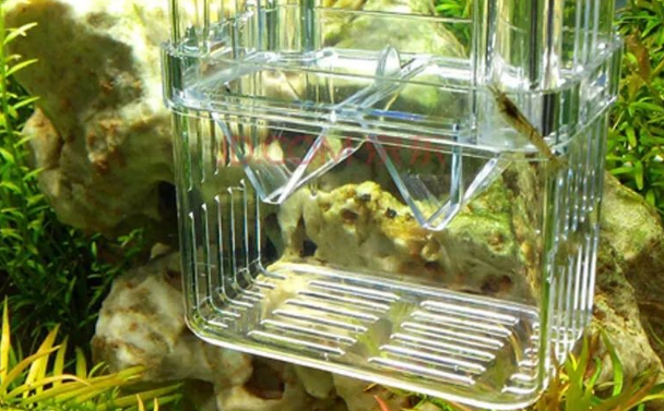 孔雀鱼鱼缸最重要的氨氮问题解决方案 孔雀鱼鱼缸最重要的氨氮问题解决方案