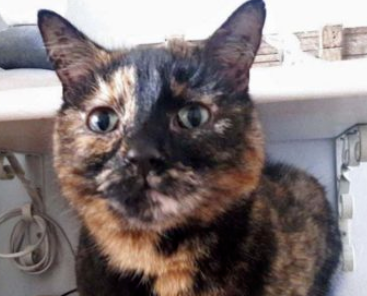 猫的毛发颜色、疾病与行为的7点奥秘