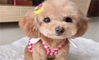 十大最漂亮迷小型犬