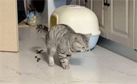 猫突然乱拉屎以前不会