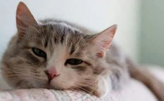 10多年一直没给猫驱虫