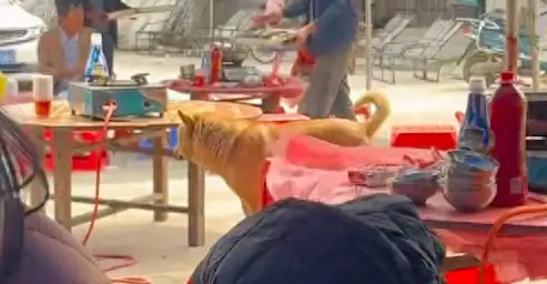 狗狗趁主人不注意,偷偷跑村里吃大席!为了吃,真是什么也不顾了 狗狗趁主人不注意,偷偷跑村里吃大席!为了吃,真是什么也不顾了