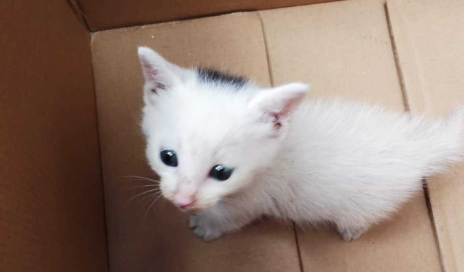 把自己家的猫送人好不好 把自己家的猫送人好不好