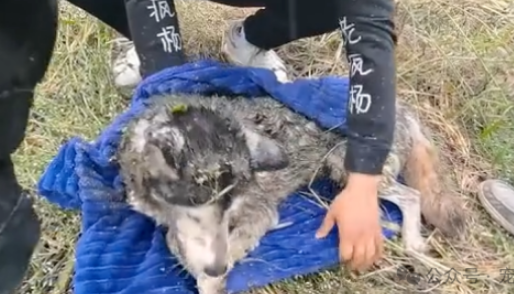 儿子把哈士奇托给老爷子照顾，不料哈士奇被打的半身不遂，扔到池塘等死！