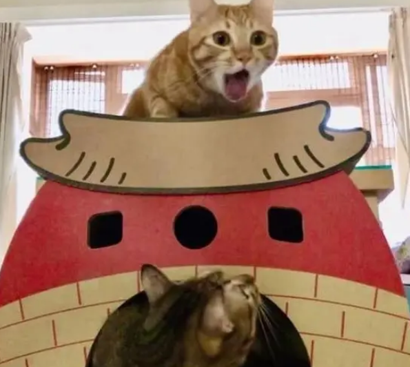 铲屎官给猫咪们买了新窝，想拍照留念，不料出现爆笑画面_宠界新闻