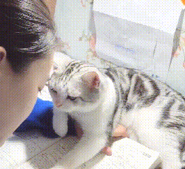 小主人写作业，猫咪轻抚小主人脸庞却被躲开：别闹，一边玩去