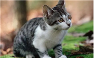 猫是远视眼还是近视眼