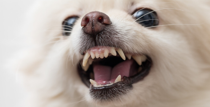 幼年犬的乳齿数量 幼年犬的乳齿数量