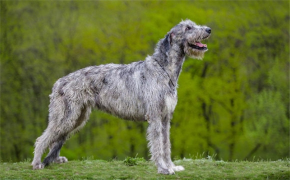 爱尔兰猎狼犬厉害吗