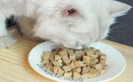 奇仔猫粮好吃吗
