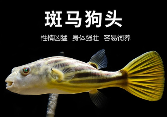 斑马狗头吃饱了还会吃吗 斑马狗头吃饱了还会吃吗