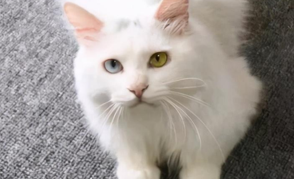 唧唧的猫全部作品