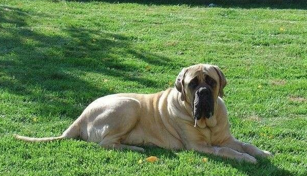 最大的巨型犬种排名