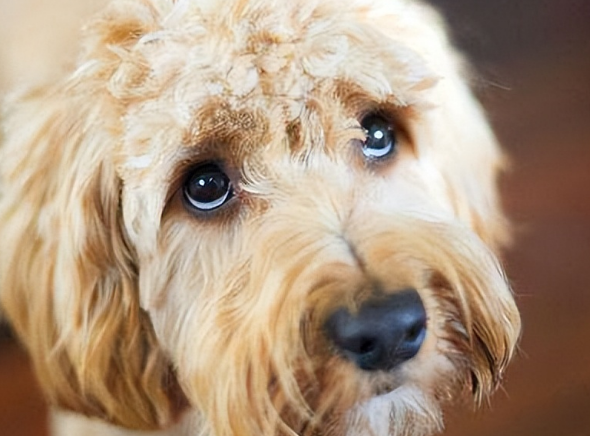 犬繁育技术大全
