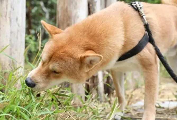 土松属于禁养犬吗