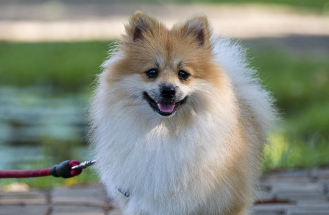 我要看萌犬 最可爱的幼犬