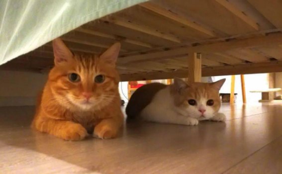 猫睡床底下是什么意思