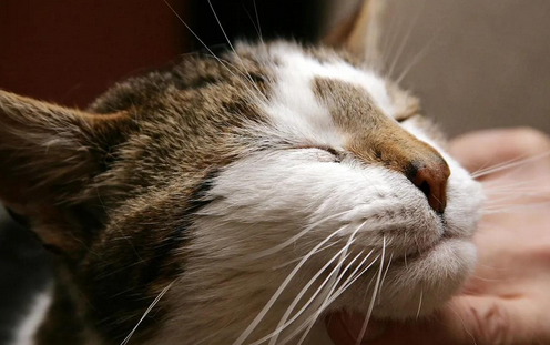 猫睡觉发出咕噜咕噜的声音