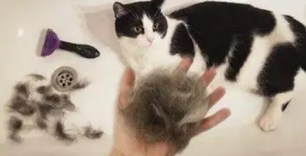 养猫人必看!猫咪驱虫真的要重视! 养猫人必看!猫咪驱虫真的要重视!