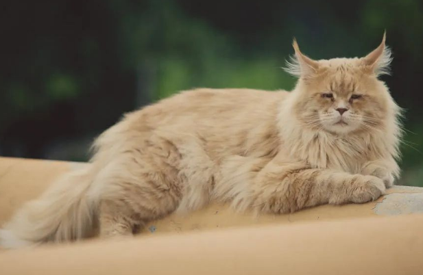 猫不想养了怎么处理最好 猫不想养了怎么处理最好