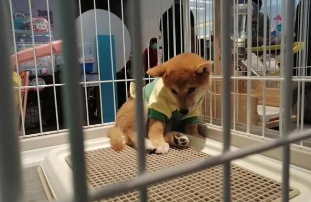 拉萨宠物店哪家卖狗