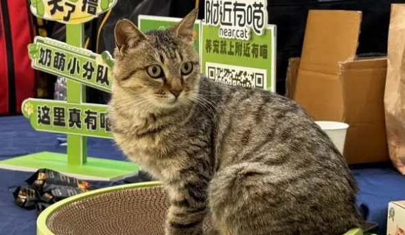 cfa猫比赛报名费多少