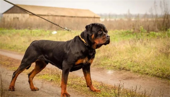 罗威纳犬是哪个国家的品种