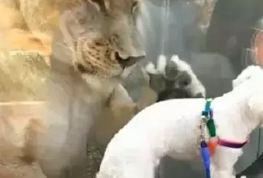 主人故意让狮子吓小狗,只为了自己取乐,然而狗狗的反应令人心疼 主人故意让狮子吓小狗,只为了自己取乐,然而狗狗的反应令人心疼
