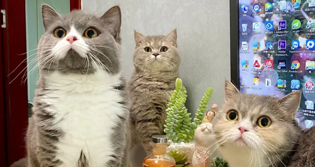 汉斯猫是女的吗