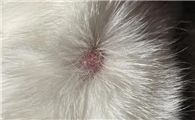 猫藓什么程度算好了