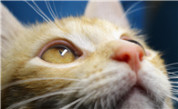 猫眼睛受伤留的白膜会恢复吗