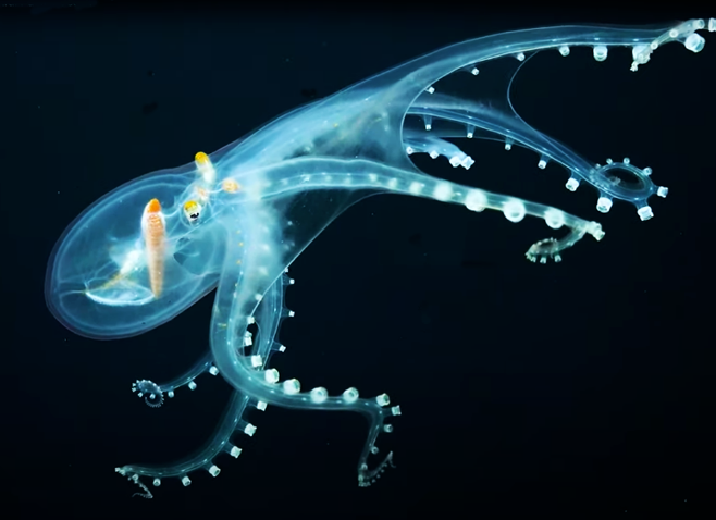 罕见透明章鱼,内部器官清晰可见