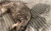 猫突然在床上撒尿的原因