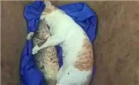 猫死了是扔了还是埋了