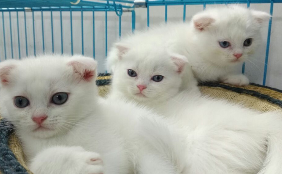 白色猫咪名字可爱洋气