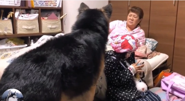 德牧都5岁了，还要女主抱着睡，这家伙是个“妈宝男”吧