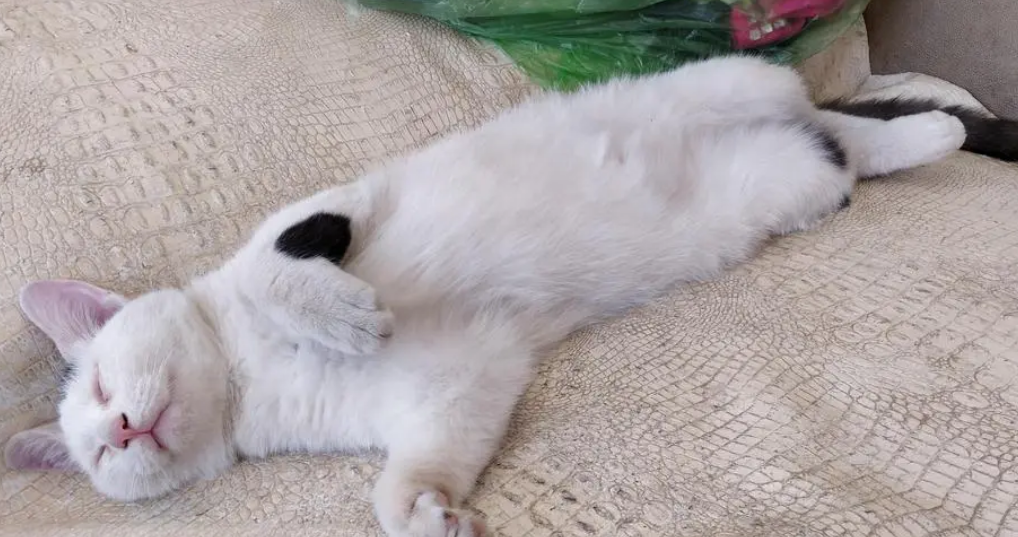猫血栓能治好吗