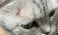 猫癣变黑是第几阶段